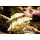 Lot de détritivores N°7:"Mangeurs d'algues pour aquarium de 400 à 600L" 179,50 €