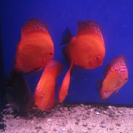 Discus assortis 16-18cm