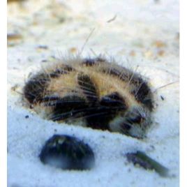 Metalia Sternalis (Oursin nettoyeur de sable) 3-5 cm lot de 2
