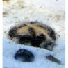Maretia planulata (Oursin nettoyeur de sable) 3-5 cm lot de 2