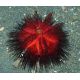 Astropyga Radiata (Oursin de feu) 8 cm