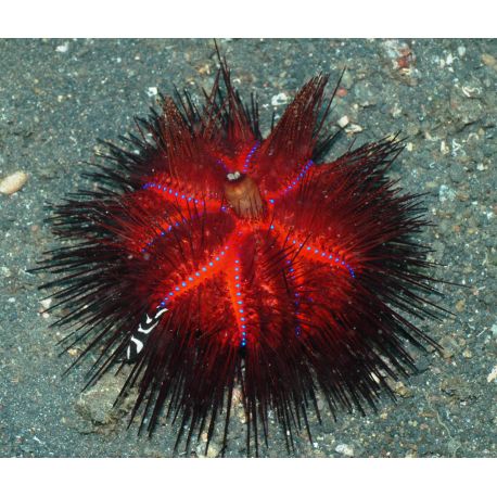 Astropyga Radiata (Oursin de feu) 8 cm