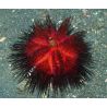 Astropyga Radiata (Oursin de feu) 12 cm