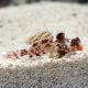 Synchiropus Marmoratus *: 3-4 cm