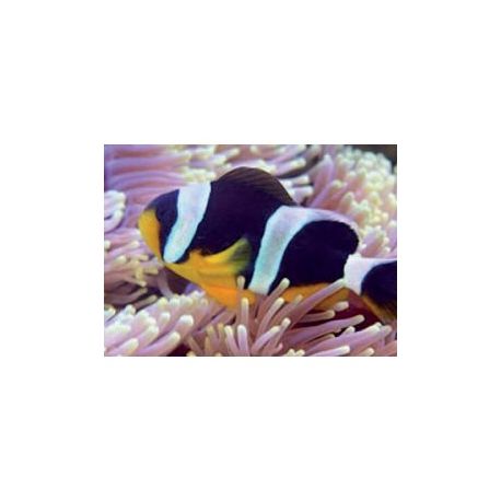 Amphiprion Sebae : 4 à 7 cm  24,90 €