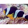 Amphiprion Sebae : 4 à 7 cm  