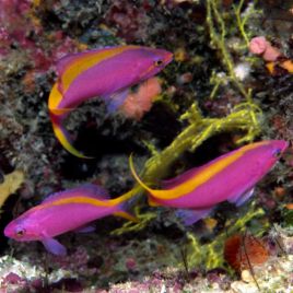 Pseudanthias tuka femelle : 3-5 cm  
