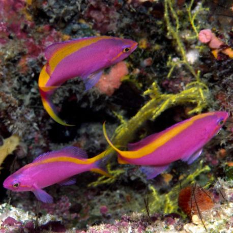 Pseudanthias tuka femelle : 3-5 cm  