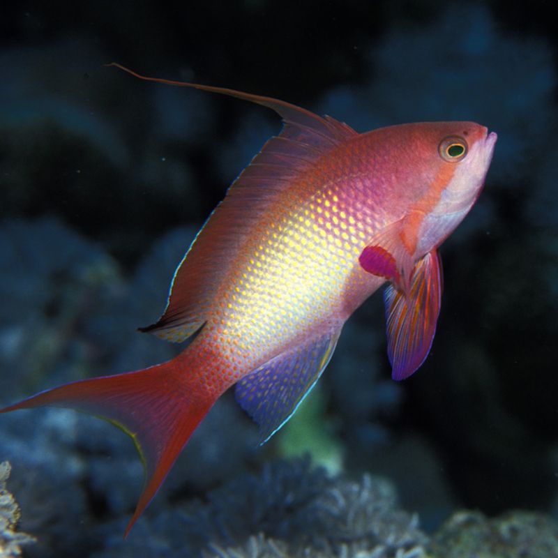 Pseudanthias squamipinnis mâle 6 à 8 cm