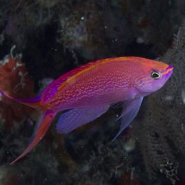 Pseudanthias smithvanizi 4-6 cm