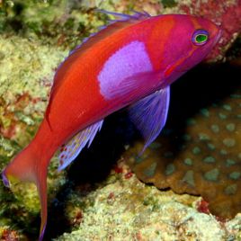 Pseudanthias pleurotaenia mâle 10-12  cm* 