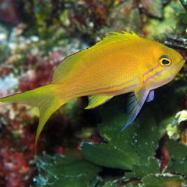 Pseudanthias pleurotaenia femelle : 8 à 12 cm  