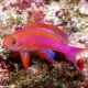 Pseudanthias Randalli mâle : 4 à 6 cm  