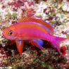Pseudanthias Randalli mâle : 4 à 6 cm