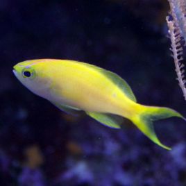 Pseudanthias parvirostris femelle* : 4 à 6 cm  