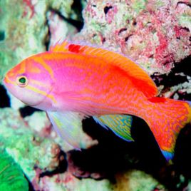 Pseudanthias Bimaculatus mâle : 7-10 cm  