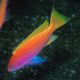 Pseudanthias Bimaculatus Femelle 6 cm 49,50 €