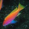 Pseudanthias Bimaculatus Femelle 6 cm