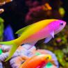 Pseudanthias evansi*  6 à 8 cm  