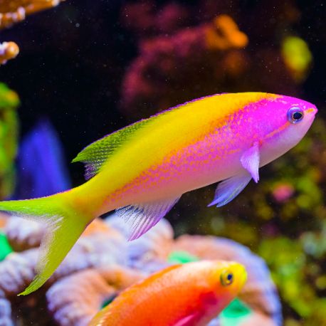 Pseudanthias evansi femelle* : 4-6 cm  