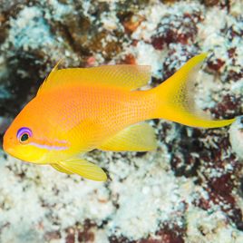 Pseudanthias Squamipinnis Femelle 3-5 cm (lot de 5)