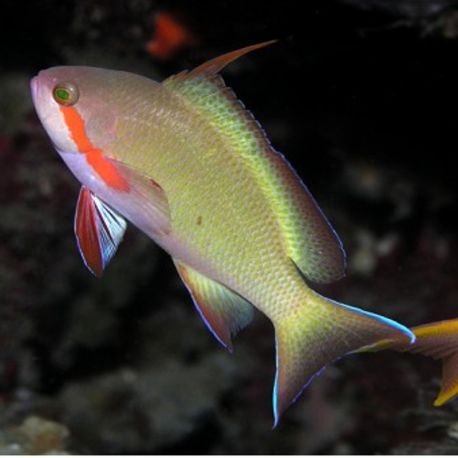 Pseudanthias huchtii mâle : 5 à 7 cm  