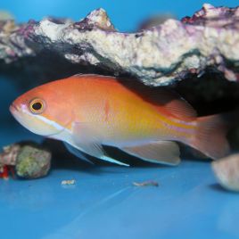 Pseudanthias Rubrizonatus femelle 6-8 cm