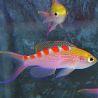Pseudanthias flavoguttatus 3-5 cm