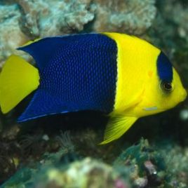 Centropyge Bicolor : 7-10 cm  