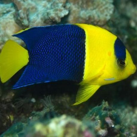 Centropyge Bicolor : 7-10 cm  
