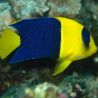 Centropyge Bicolor : 7-10 cm  