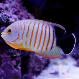 Centropyge Eibli 6 cm