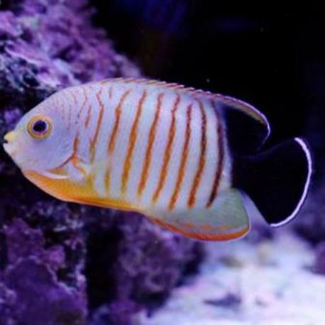 Centropyge Eibli 6-9 cm