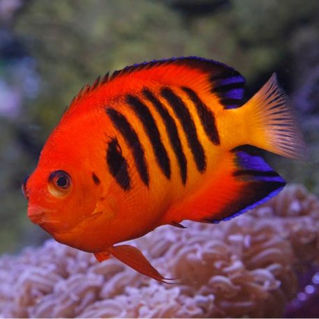 Centropyge Loriculus : 5-7 cm  179,50 €