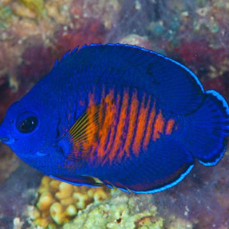 Centropyge Bispinosus : 2-4 cm  