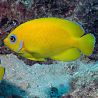 Centropyge Flavissimus : 5 à 7 cm  