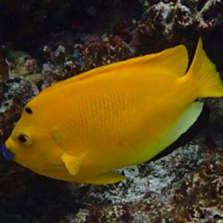 Apolemichthys trimaculatus : 12 à 15 cm  