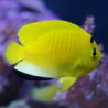 Apolemichthys trimaculatus : 3-5 cm  