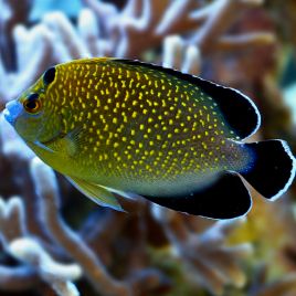 Apolemichthys Xanthopunctatus d'élevage (4 cm)