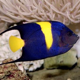 Arusetta Asfur 11-14 cm