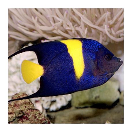 Arusetta Asfur 11-14 cm