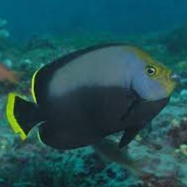 Chaetodontoplus Melanosoma :  5-7 cm  