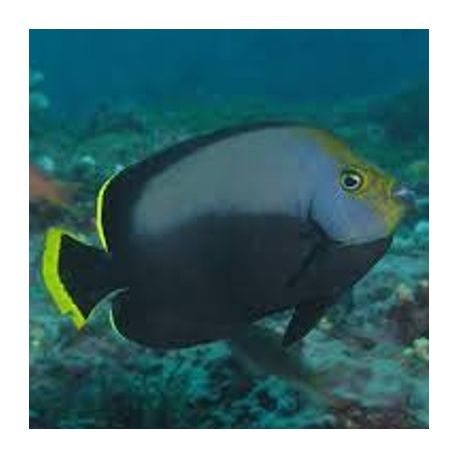 Chaetodontoplus Melanosoma : 10-12 cm  