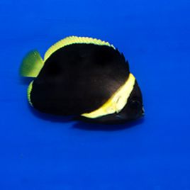 Chaetodontoplus Melanosoma juvenile : 2.5 à 4 cm  