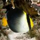 Chaetodontoplus Mesoleucus : 4 à 7 cm  