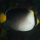 Chaetodontoplus Mesoleucus : 4 à 7 cm  