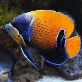 Euxiphipops Navarchus 5-6 cm  