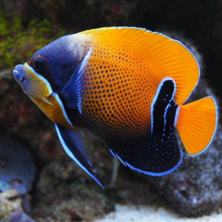 Euxiphipops Navarchus 5-6 cm  