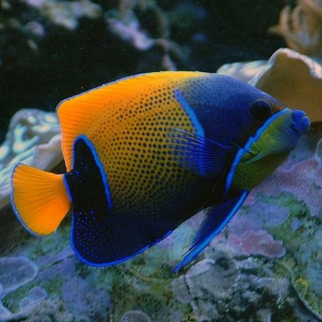 Euxiphipops Navarchus adulte : 12-14 cm  