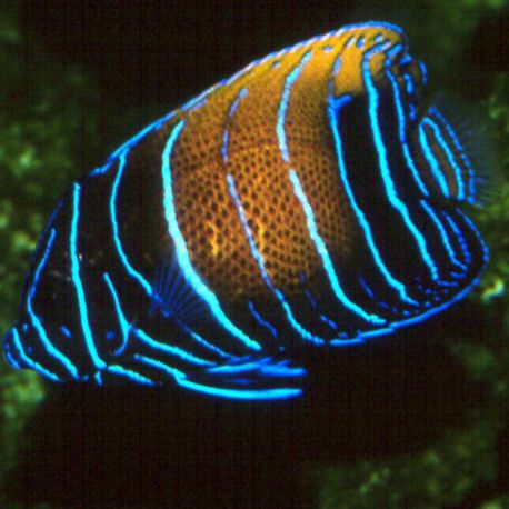 Euxiphipops Navarchus juvenile d'élevage 2-3 cm